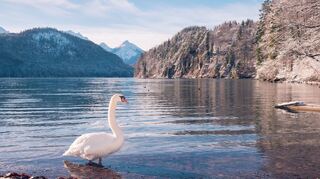 Welt der Tiere: Auf dem Rundweg um den Alpsee können viele verschiedene Tiere entdeckt werden.
