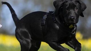 Hundewelpen wie dieser drei Monate alter Labrador sind gefragt. Beim Kauf sollten Interessenten jedoch genau darauf achten, wie seriös der Züchter ist.
