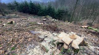 Auf einer Kahlfläche am Steilhang wurden abgestorbene Fichten gefällt. Das Aktionsbündnis mahnt vor schwerwiegenden Konsequenzen wie Erosion des Bodens und Trockenschäden an den verbleibenden Bäumen.