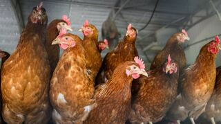 27 Milliarden domestizierte Haushühner gibt es nach Angaben von Heinz Kowalski derzeit auf der Erde. Der Anteil an Tieren, die sich der Mensch zum Leben hält, hat stark zugenommen.