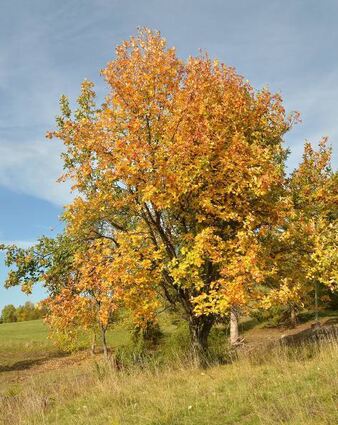 Die Mehlbeere, Baum des Jahres 2024, gehört zum „Präsentkorb“.