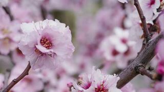 Auch Mandelbäume werden morgen von der Stadt ausgegeben.