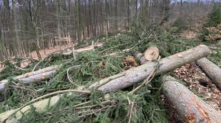 96 Bäume wurden im Naturschutzgebiet Felsberg gefällt. Laut Forstamtsleiter Steffen Hering habe es sich bei der Hälfte der entnommenen Bäume um bereits abgestorbene Fichten gehandelt. Bei den anderen Bäumen hätten sich Borkenkäfer eingebohrt, um zu überwintern. Die Bäume würden somit eine Gefahr für umliegende Fichten darstellen.