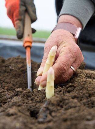 Spargel wird in Schwetzingen, Hockenheim und der Region fleißig angebaut.