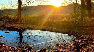 Nach dem reichlichen Niederschlag der vergangenen Monate hat sich der Wald von der Trockenperiode zwischen 2018 und 2022 gut erholt.