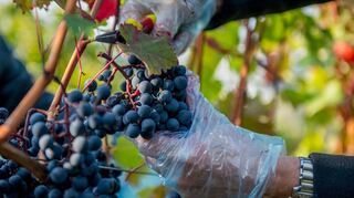 Der Weinbau gehört zur Bergstraße: Verbandschef Otto Guthier sieht jedoch existenzielle Risiken auch für die regionalen Winzer.