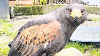 Wüstenbussard Shiva sieht genauso aus wie die verschwundene Luna, die aus Heilbronn stammt.