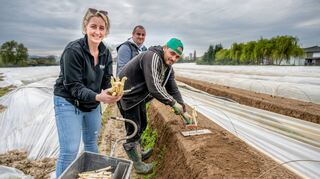 Auf einem Feld in Bensheim erntete der Spargelhof Wendel am Freitagvormittag den ersten Spargel in dieser Saison. Unser Bild zeigt Chantal Wendel mit zwei Mitarbeitern bei der gestrigen Ernte.