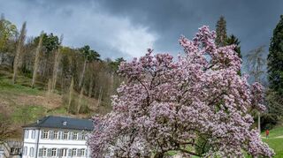 bbe, Staatspark Fürstenlöager, Magnolie in voller Blüte, dahinter das Herrenhaus das im Mai wieder saeine Pforten öffnen wird, ,, Bild: Thomas Neu