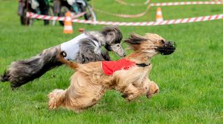 Afghanische Windhunde sprinten beim Coursing auf der Kuralpe.