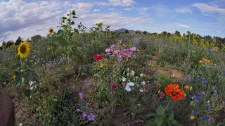 An der Stubenwaldstraße soll es auch in diesem Jahr wieder eine Blühwiese geben. Zum dritten Mal will die Schwanheimer Familie Schweickert mithilfe der Bensheimer Bevölkerung und diverser Unternehmen wieder für eine bunte Blütenpracht an der Westtangente sorgen.