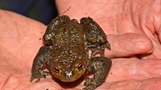 Viele Froscharten und die auf dem Bild abgebildete Erdkröte sind im Striethteich geboren. Ihr innerer Kompass navigiert sie zur Vermehrung dorthin.