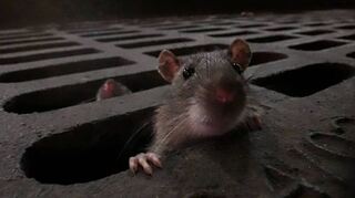 Im Verbandsgebiet des KMB wurden vermehrt Ratten gesichtet – unter anderem in der Heidelberger Straße in Bensheim und der Weyrichstraße in Schwanheim. Der Zweckverband gibt Tipps, damit sich die Ratten nicht unkontrolliert vermehren.