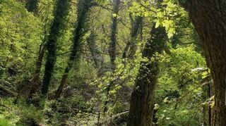 Nicht ganz ernst gemeinte Warnung: Der Wald mit den Lianen birgt manches Geheimnis.
