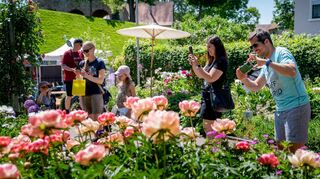 Impression vom Frühlingsfest 2023 hier im Lorscher Pfingstrosengarten.