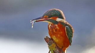 Eisvogel (Alcedo atthis) Common Kingfisher
