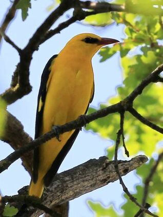 Zum Thema Vogelbestimmung findet am Freitag ein Infoabend statt. Die Bilder zeigen den Eisvogel (oben), den Pirol (li.) und einen Kuckuck (re.).