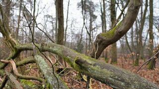 Nach dem Urteil sieht der BUND weiterhin das Land in der Pflicht, sich um die Rettung des Waldes im Hessischen Ried zu kümmern.