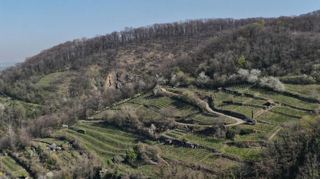 Das Luftbild zeigt die Weinberge oberhalb Zwingenbergs.
