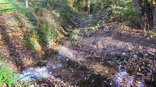 Flachwasserbereiche wurden im Graulbach in der Nähe des Felsenmeer-Informationszentrums für Amphibien oder auch als Tränke für Wildtiere angelegt.