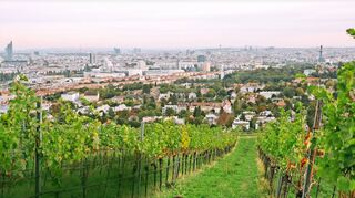 Was für ein Blick: Von den Wiener Weinbergen kann man die österreichische Hauptstadt überblicken.