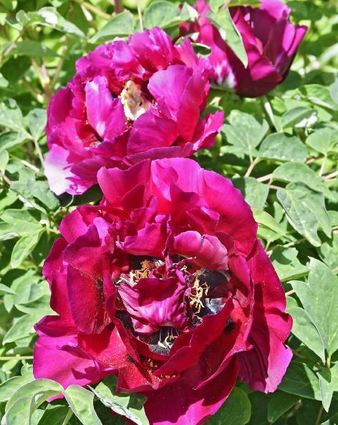 Im Garten wachsen zahlreiche prächtige Päonien.