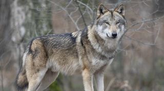 Bei Fürth wurde in der vergangenen Woche ein Reh gerissen. Untersucht wird, ob ein Wolf dafür verantwortlich war.