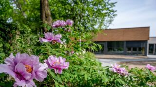 ble, Lorsch, lange vor Pfingsten sind die Pfingstrosen im Garten vor um die evangelischen Kirche erblühlt, im Hintergrund das evangelische Gemeindehaus, , Bild: Thomas Neu