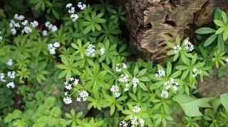Zum Themendienst-Bericht von Katja Fischer vom 11. Juli 2019: Waldmeister liebt einen schattigen Standort, am besten unter Bäumen.
