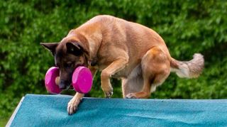 Die Hunde des SGV Einhausen waren in Hähnlein erfolgreich.
