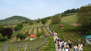 Der Weg durch die grünen Weinberge, der öfter mal bergauf und bergab führt, lässt sich in sechs Stunden gemütlich zurücklegen.