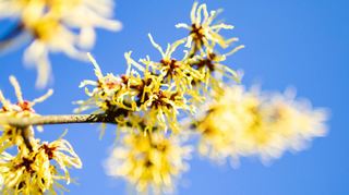 Die Chinesische Zaubernuss (Hamamelis mollis) begeistert schon früh im Jahr mit leuchtend gelben Blüten.
