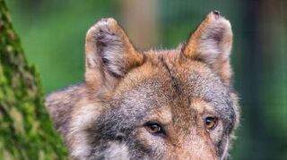 Ein Wolf, der in einem Wald umherstreift.