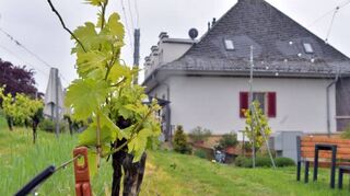 Wie Heppenheims Winzer dem Traubenwickler entgegenwirken: Pheromonkapseln kommen in der Domäne Bergstraße in Einsatz, wie beispielsweise direkt an der Vinothek am Centgericht.