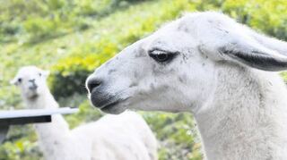 Auch Lamas können Bergtierpark beobachtet werden.