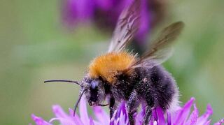 Eine Wildbiene sitzt auf einer Blüte auf einer Wildblumenwiese. Jede Menge Infos zu den fleißigen Insekten gibt’s am Sonntag im Naturschutzzentrum.