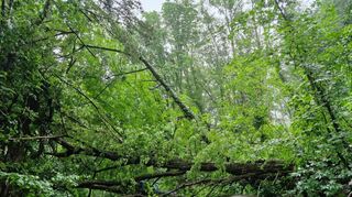 Einsätze: Mehrere Bäume stürzten auf den Weg zum ehemaligen Steinbruch, am Bahnhof musste die FFW einen rauchenden Radsatz mit Wasser kühlen.