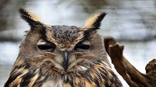 Greifvögel in der Region: Peter Schabel, Beauftragter der Staatlichen Vogelschutzwarte für Hessen, Rheinland-Pfalz und Saarland sprach im Naturschutzzentrum auch über die Situation der Uhus, die nicht mehr vom Aussterben bedroht sind.