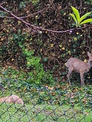 Die Tiere suchen ein Revier und Nahrung.