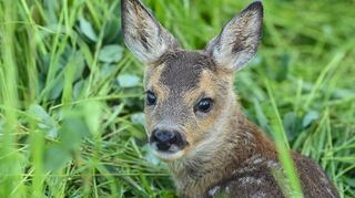Die Jagdgenossen Hochstädten schaffen einen sogenannten „Kitzretter“ an, damit Rehkitze beim Mähen von Wiesen nicht zu Schaden kommen.