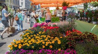 Ein Paradies für Hobby-Gärtner – der Blumenmarkt auf dem Marktplatz im Rahmen des verkaufsoffenen Sonntags.