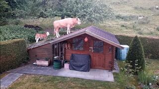 In Weinheim hatte sich eine Kuf auf das Dach einer Gartenhütte verirrt.