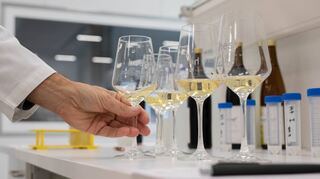 Im Mittelpunkt des Forschungsprojekts der Brain Biotech AG steht die Entwicklung nachhaltiger Getränke und Lebensmittel aus Reststoffen, wie den bislang ungenutzten Weinblättern oder Trieben des Rebstocks, die attraktive Aromen enthalten.