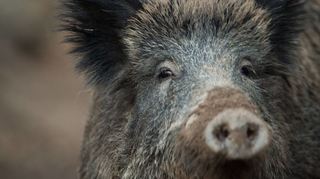 Noch ist im Kreis keines der Wildschweine positiv auf die Afrikanische Schweinepest getestet worden.