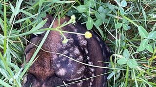 Die Mutter, Geiß oder auch Ricke genannt, versteckt ihren frisch gesetzten Nachwuchs im hohen Gras und da bleibt er regungslos liegen.