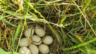 Auch der Nachwuchs anderer Tierarten wird gerettet.