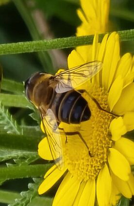 Die vom Verein „Alte Burg“ gepflegten Flächen am Westhang des Melibokus bieten verschiedenen Insekten ideale Lebensräume.
