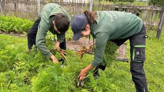 Auch der Gemüsegarten wird von den FÖJtlern gepflegt. Aktuell sind die Karotten reif für die Ernte.