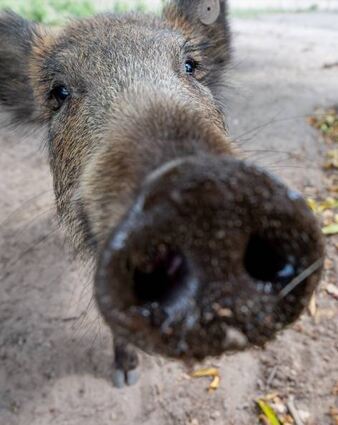 Das Wildgehege am Wasserwerk Jägersburg ist aufgrund der Schweine–pest derzeit geschlossen.