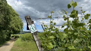 Impressionen vom Hessentagsweg: Wiesen, Felder, Wälder und Weinberge – die Rundtour mit der Markierung S1 ist äußerst abwechslungsreich und vereint die landschaftlichen Reize von Bergstraße und Odenwald.